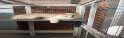 Ragdoll cats for sale: Dilute tortie ragdoll  - Advert 3