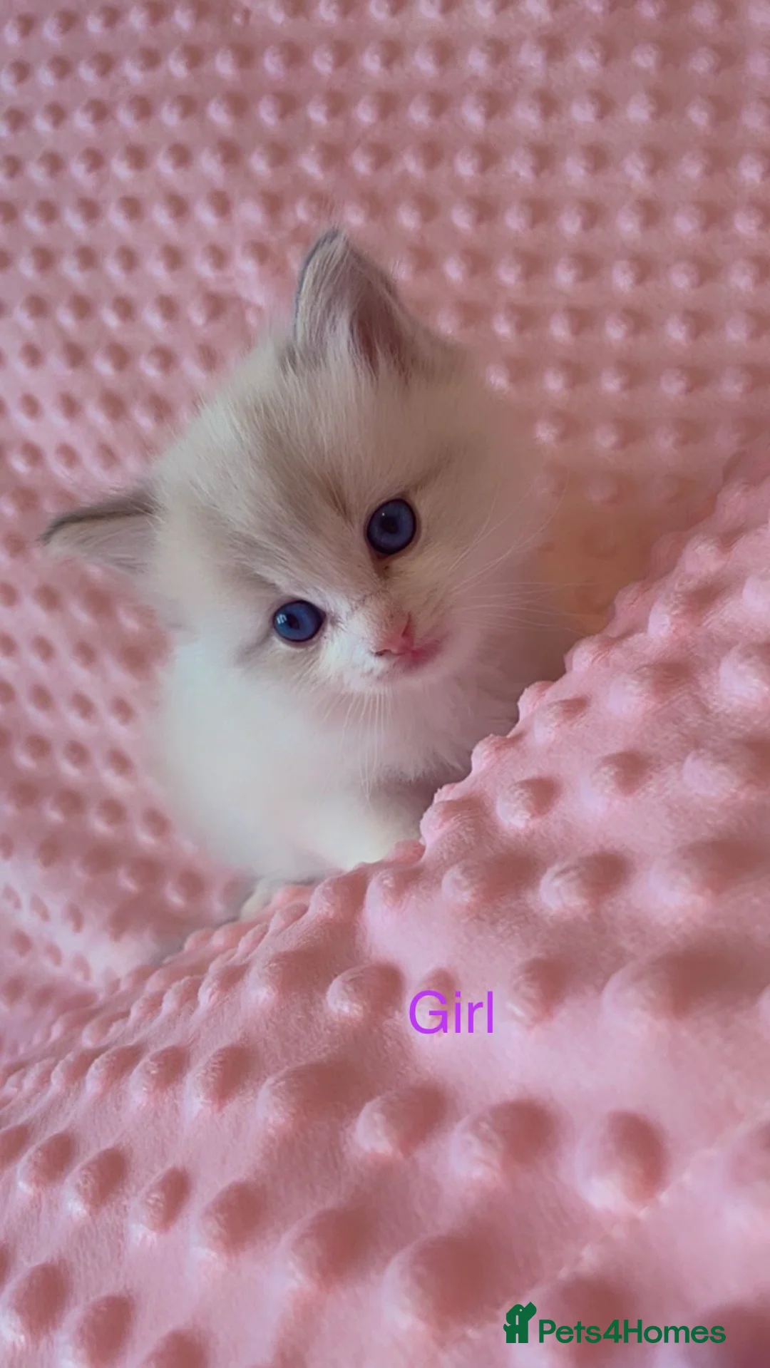 Ragdoll cats for sale: Purebred ragdoll kittens for sale - Advert 1