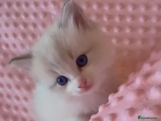 Ragdoll cats Purebred ragdoll kittens for sale - Advert 1