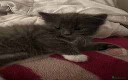 Ragdoll cats for sale: 2 male kittens (Half Ragdoll) - Image 6