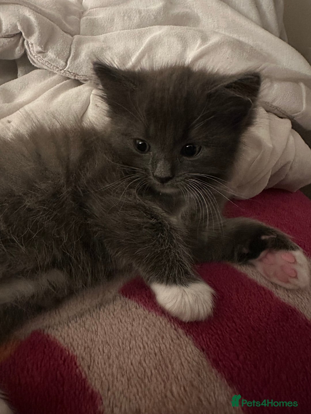 Ragdoll cats for sale: 2 male kittens (Half Ragdoll) - Image 6