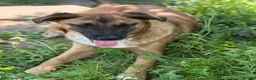 Mixed Breed dogs for adoption: 🐾🐕💙ROLLO - a Superb Boy for a Loving Home🐕🐾🏡 - Advert 10