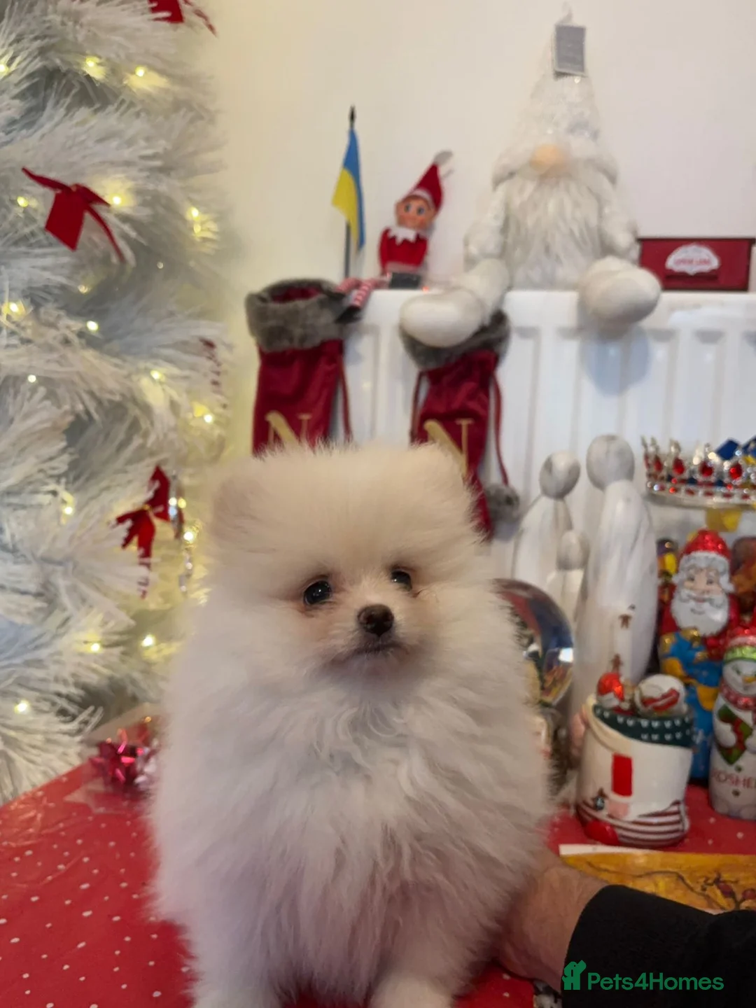 Pomeranian dogs for sale: Pomeranian Spitz. - Advert 10