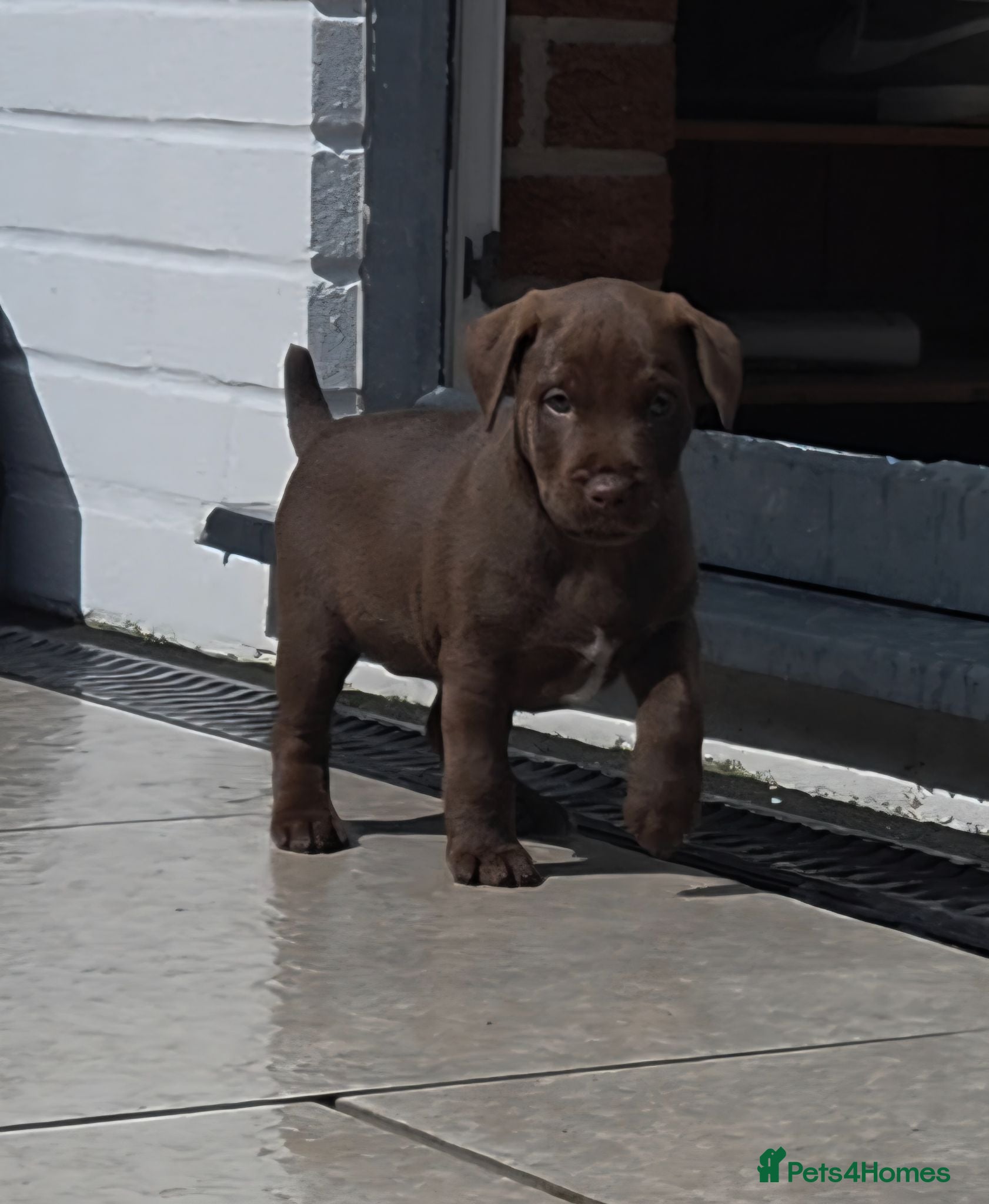 Patterdale Terrier dogs Patterdale terrier  - Advert 2
