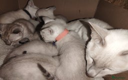 Siamese cats for sale: Absolutely EXCEPTIONAL Snow Kittens - Image 12