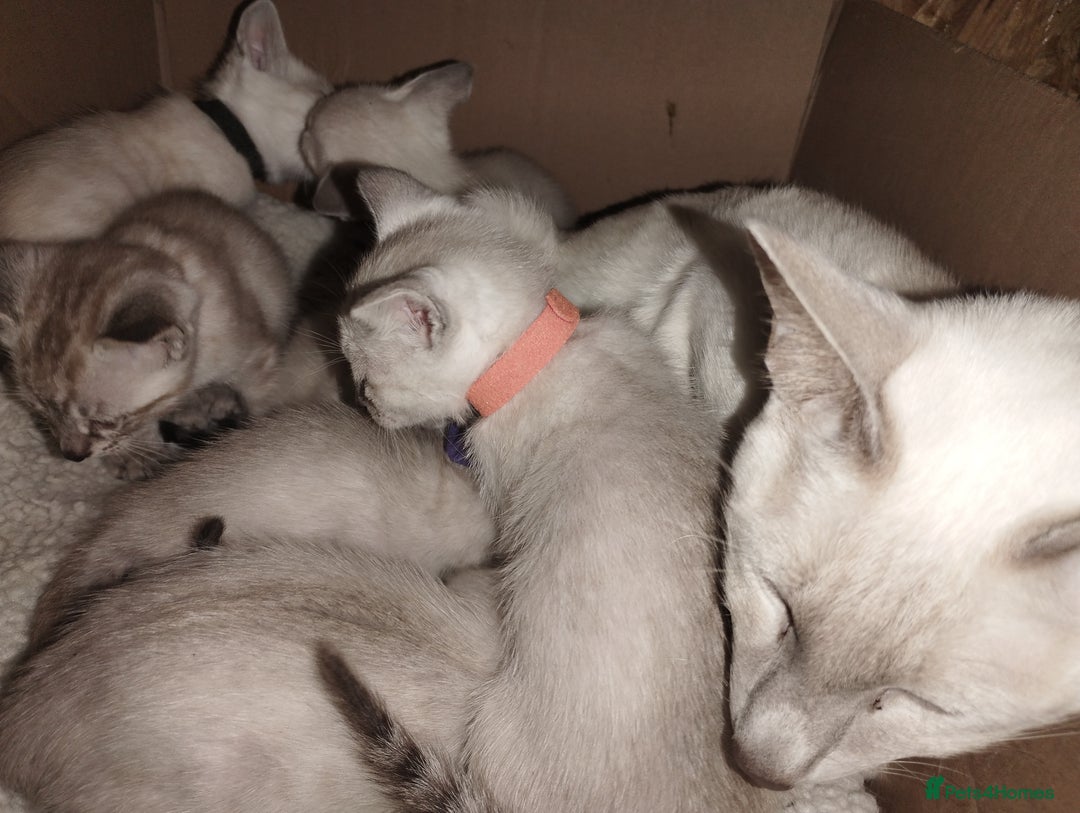 Siamese cats for sale: Absolutely EXCEPTIONAL Snow Kittens - Image 12
