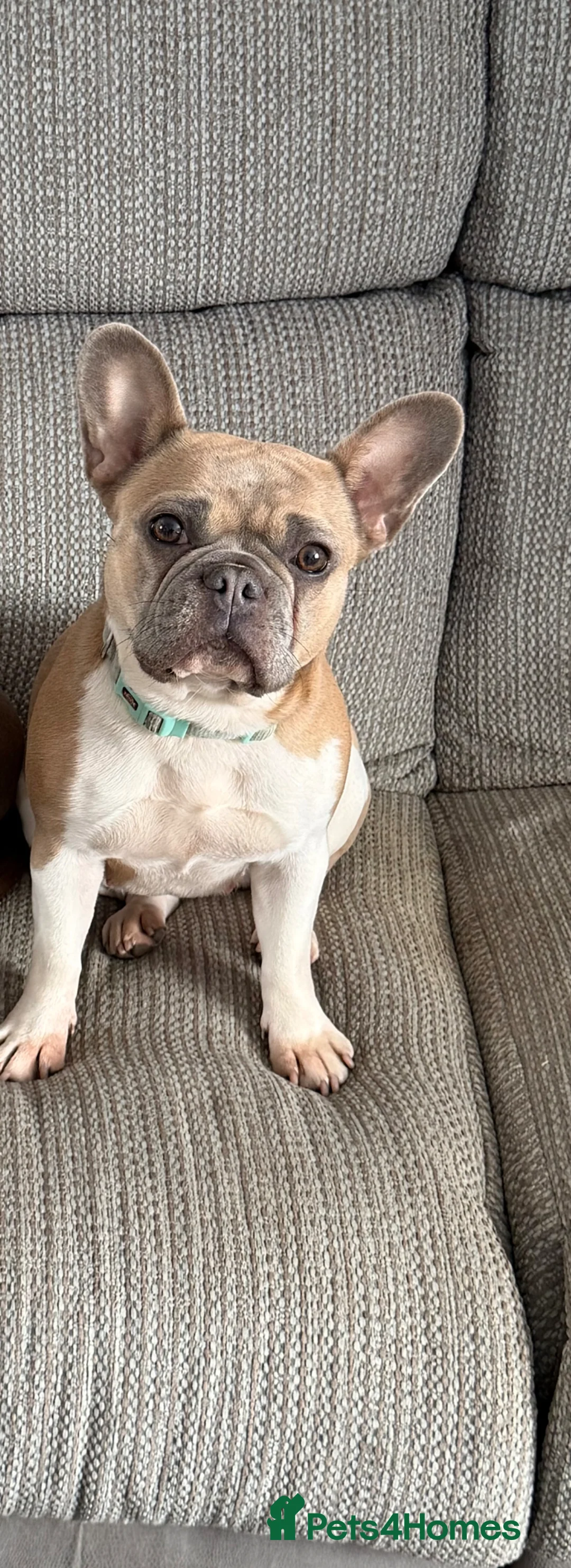 French Bulldog dogs for sale: KC registered female French bulldog - Advert 1