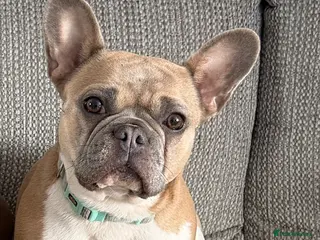 French Bulldog dogs KC registered female French bulldog - Advert 1