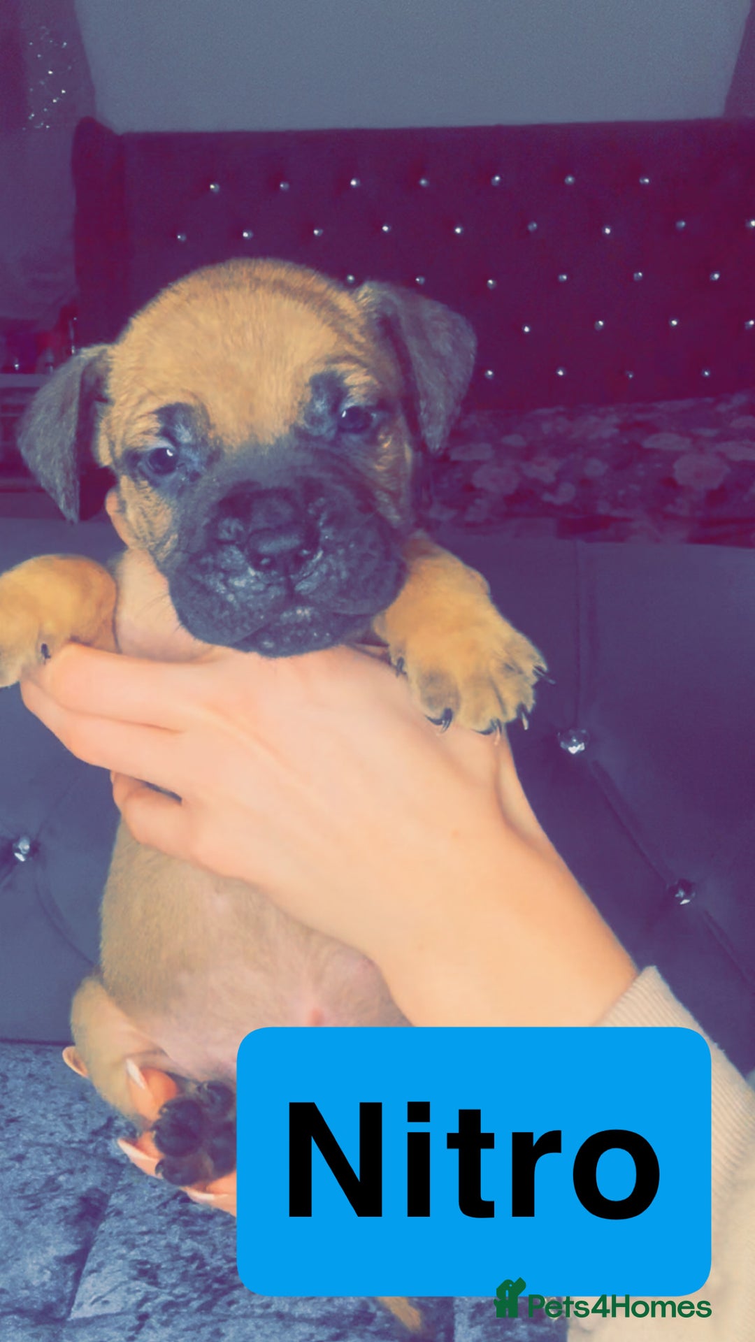 Mixed Breed dogs for sale: Mastiff puppies - Advert 15
