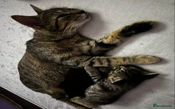 Domestic Shorthair cats for sale: Cute tabby male looking for new home - Image 8