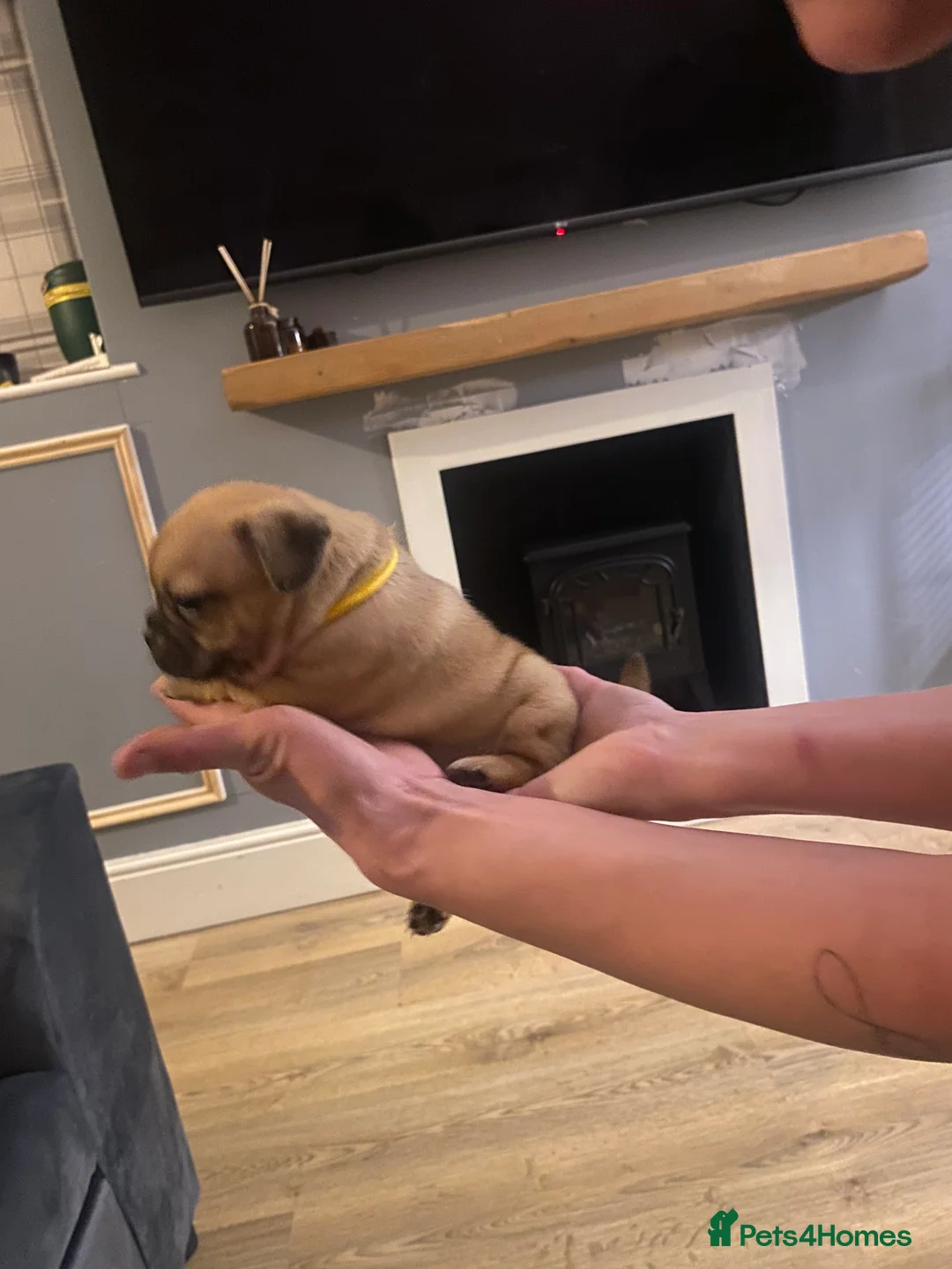 Jug dogs for sale: Jug pups  - Advert 19