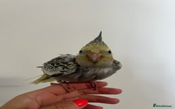 Cockatiels birds for sale: Hand reared tame Baby Cockertiel  - Image 2