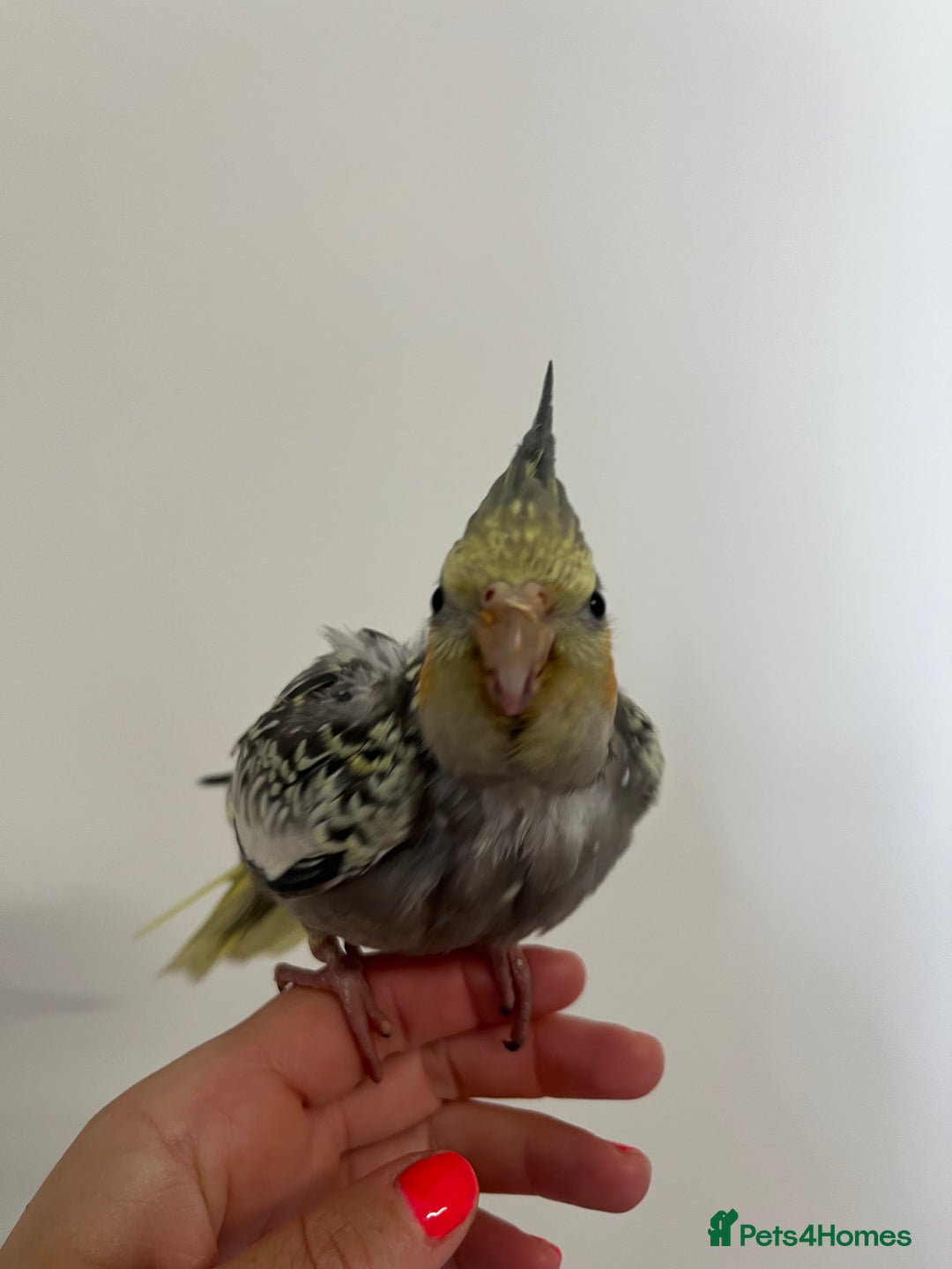 Cockatiels birds for sale: Hand reared tame Baby Cockertiel  - Image 2