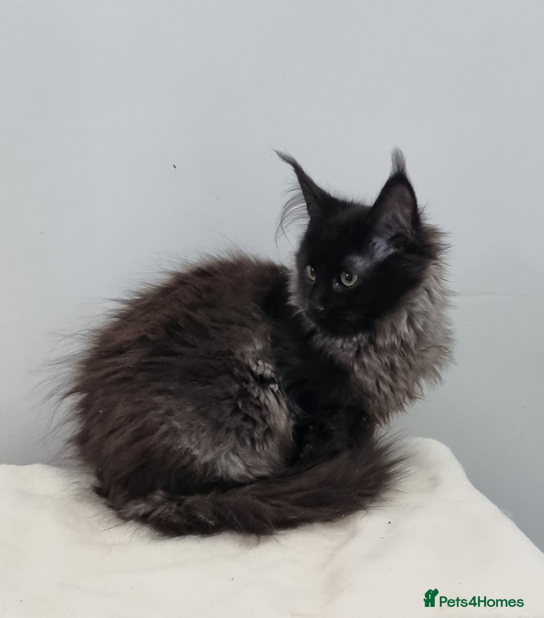 Maine Coon cats for sale: Pedigree GCCF registered Maine Coon Kittens  - Advert 12