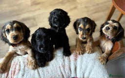 Cocker Spaniel dogs for sale: Show type Cocker Spaniel Puppies - Image 13