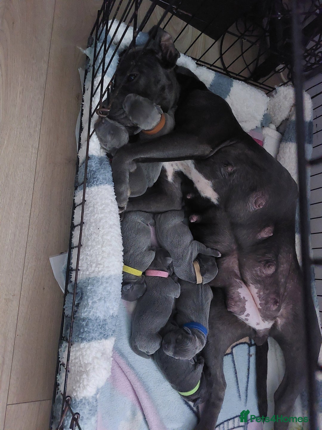 Staffordshire Bull Terrier dogs for sale: Blue Staffordshire Bull Terrier 🐶 Puppies 🐶 - Image 1