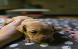 Labrador Retriever dogs for sale: Beautiful Labradors. Ready in time for Christmas - Image 23