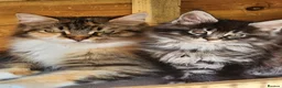 Maine Coon cats for sale: Maine Coons Ready Now!! 4 male 1 female  - Advert 30