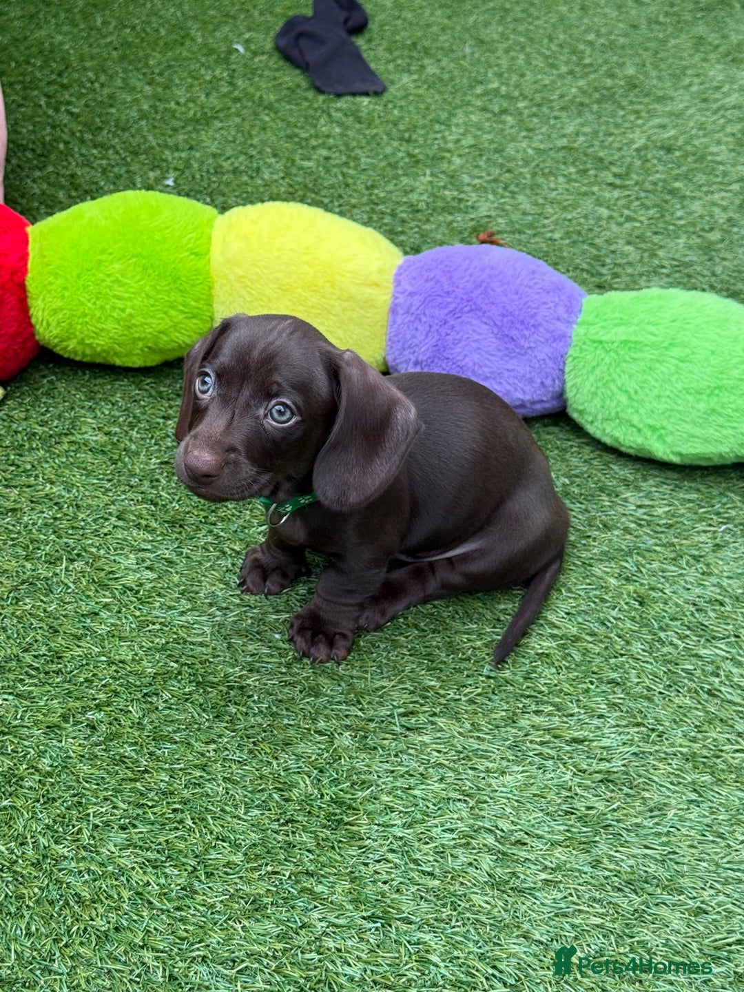 Miniature Dachshund dogs for sale: Miniature Dachshund Puppies - Advert 1