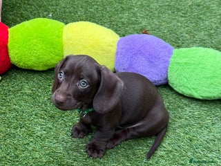 Miniature Dachshund dogs Miniature Dachshund Puppies - Advert 1