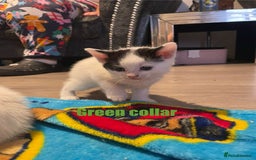 Mixed Breed cats for sale: Calico Kittens  - Image 5