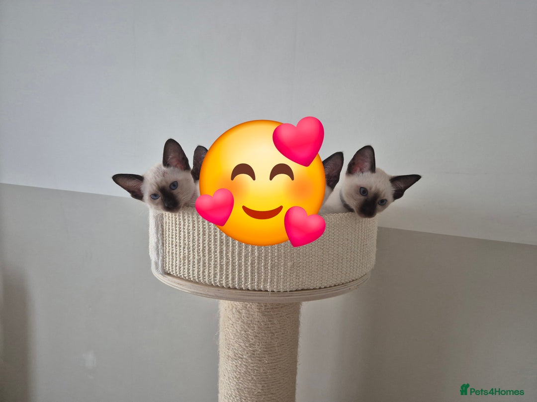 Siamese cats for sale: 1 Seal Point Siamese Kitten GCCF registered  - Image 2