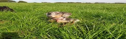 Miniature Dachshund dogs for sale: Wanted loving 5star homes only in Leigh - Advert 2