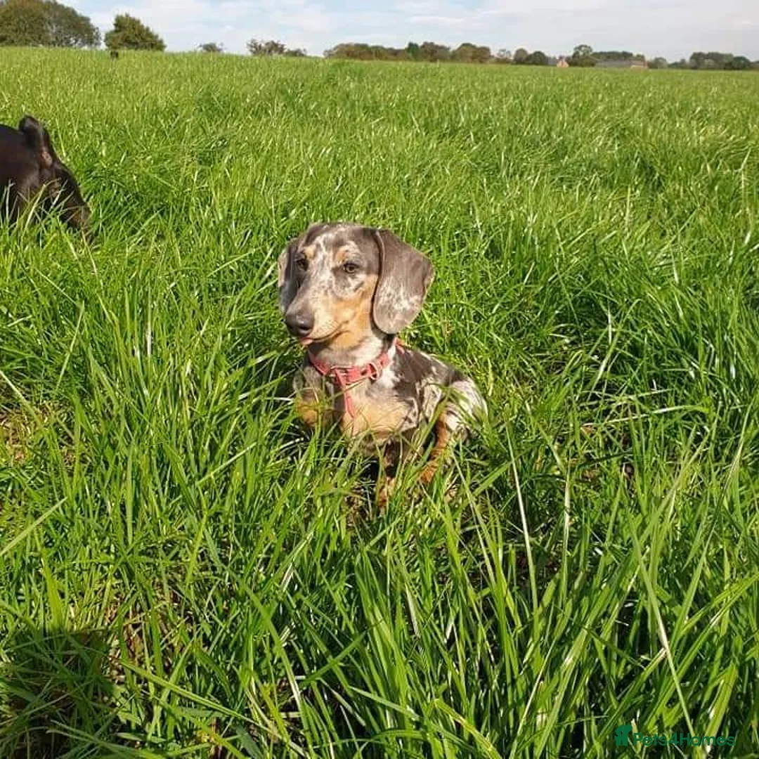 Miniature Dachshund dogs for sale: Wanted loving 5star homes only in Leigh - Advert 2