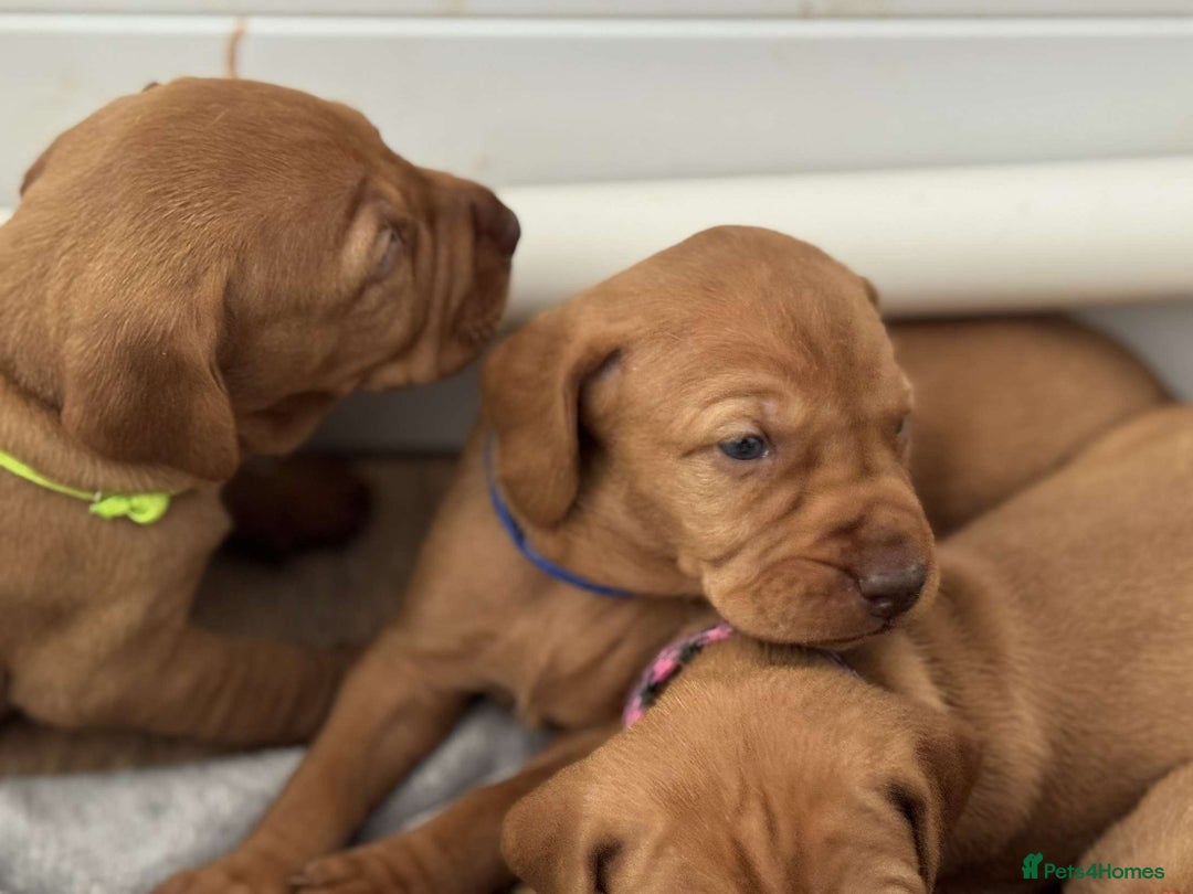 Hungarian Vizsla dogs for sale: KC registered Vizsla puppies  in Tiverton - Image 2