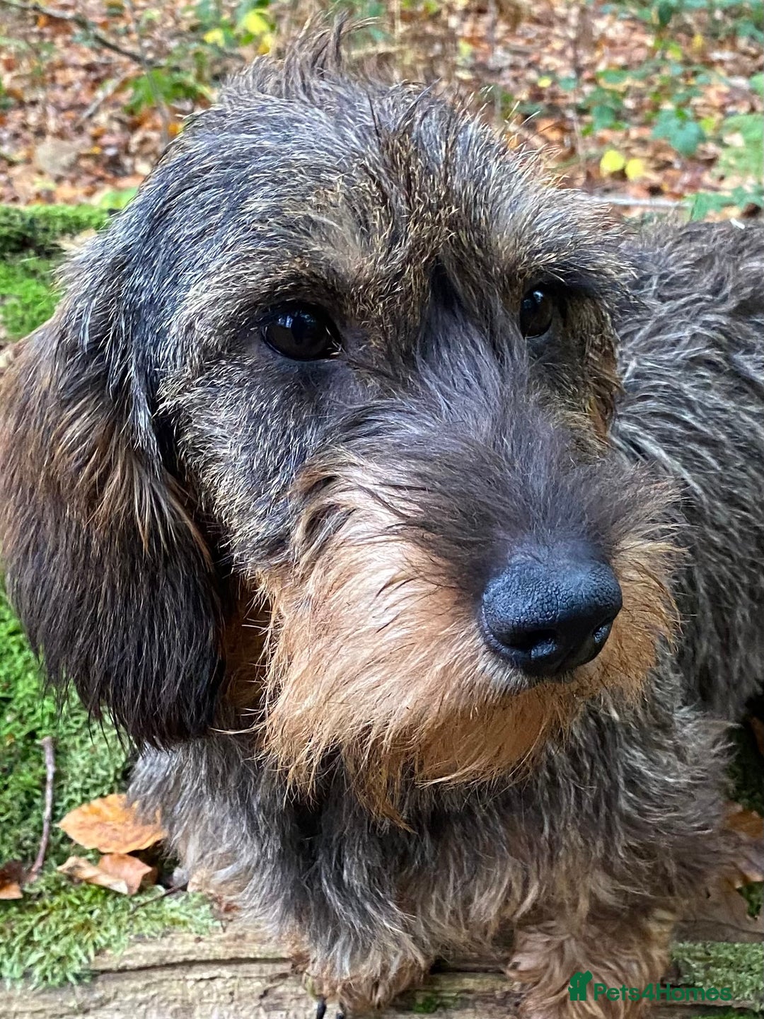 Dachshund dogs for sale: Working Teckel Pups for sale - Advert 1