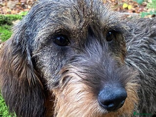 Dachshund dogs Working Teckel Pups for sale - Advert 1