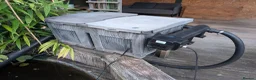 Koi Carp fish for sale: Established Pond Clearance 11 Mixed Koi & Goldfish in Margate - Advert 9