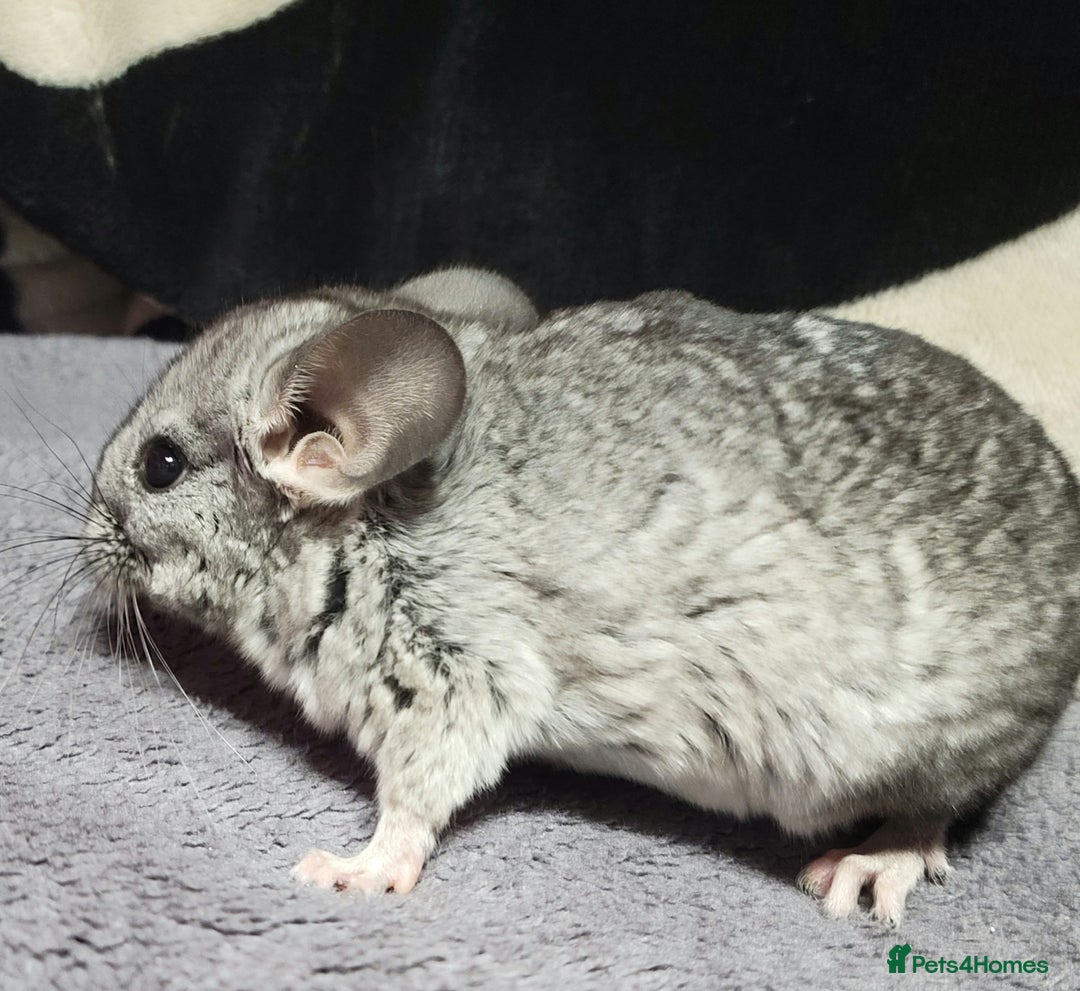 Chinchilla rodents for sale: Baby chinchillas now ready for their new homes - Advert 4
