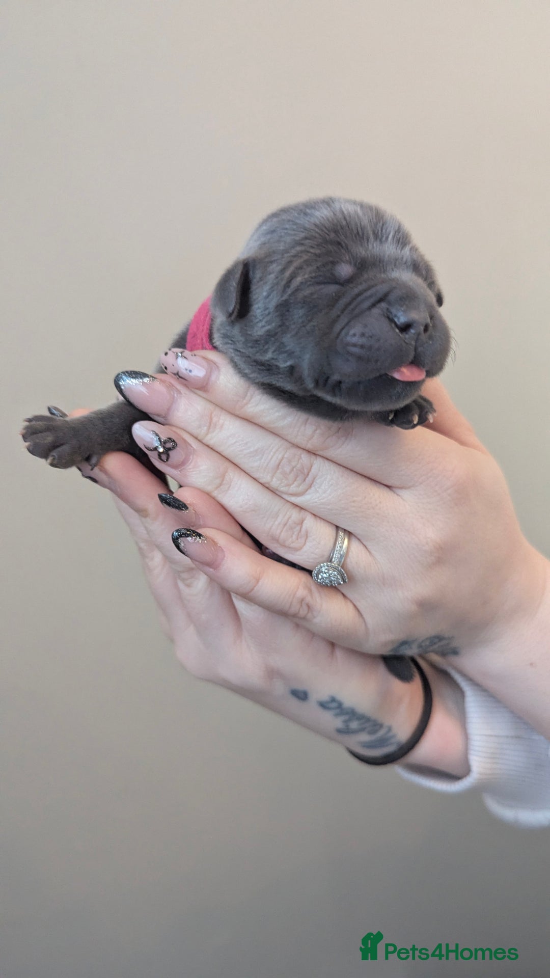 Staffordshire Bull Terrier dogs for sale: Beautiful KC reg Staffordshire bull terriers - Advert 15