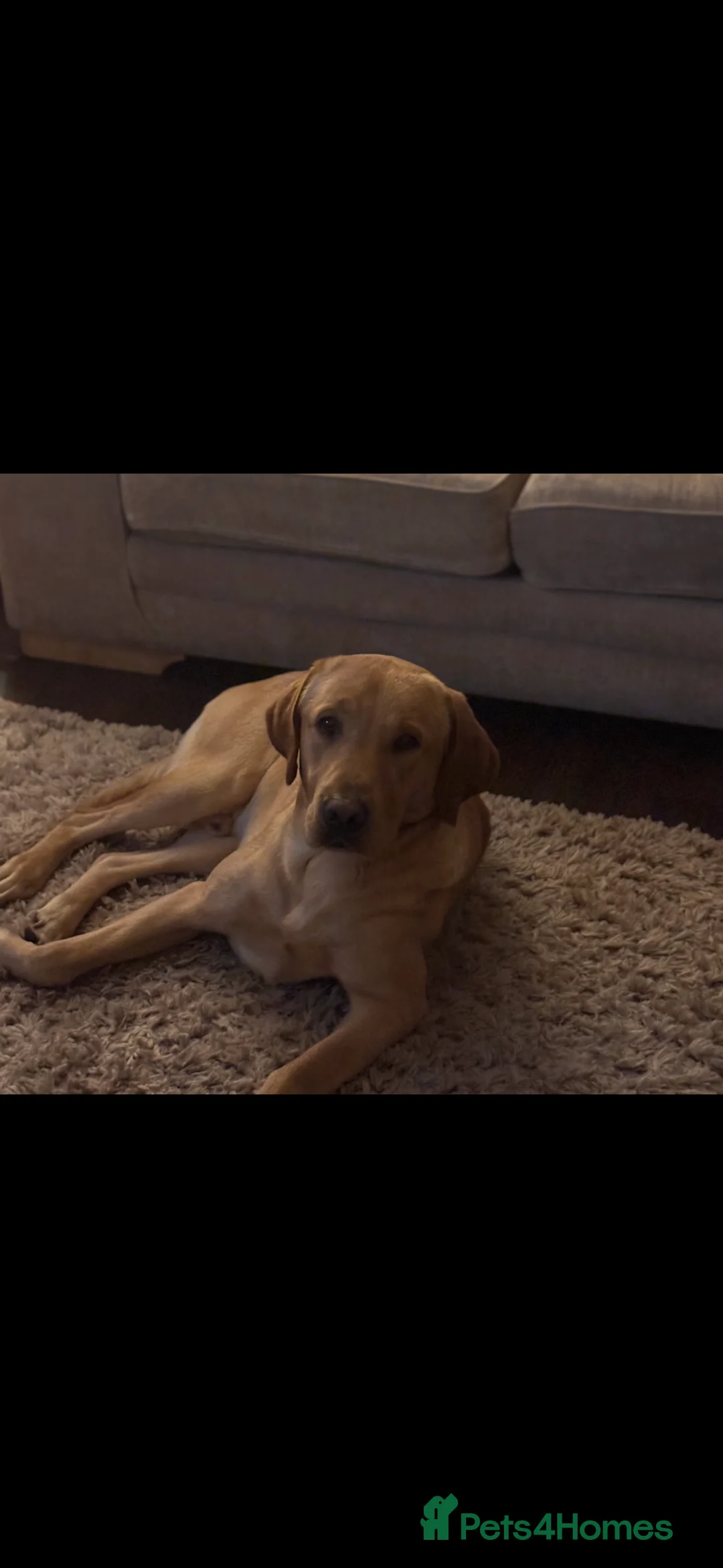 Labrador Retriever dogs for sale: Beautiful golden lab boy - Advert 2