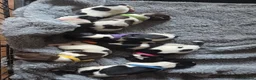 English Springer Spaniel dogs for sale: KC registered English Springer Spaniels  - Advert 2
