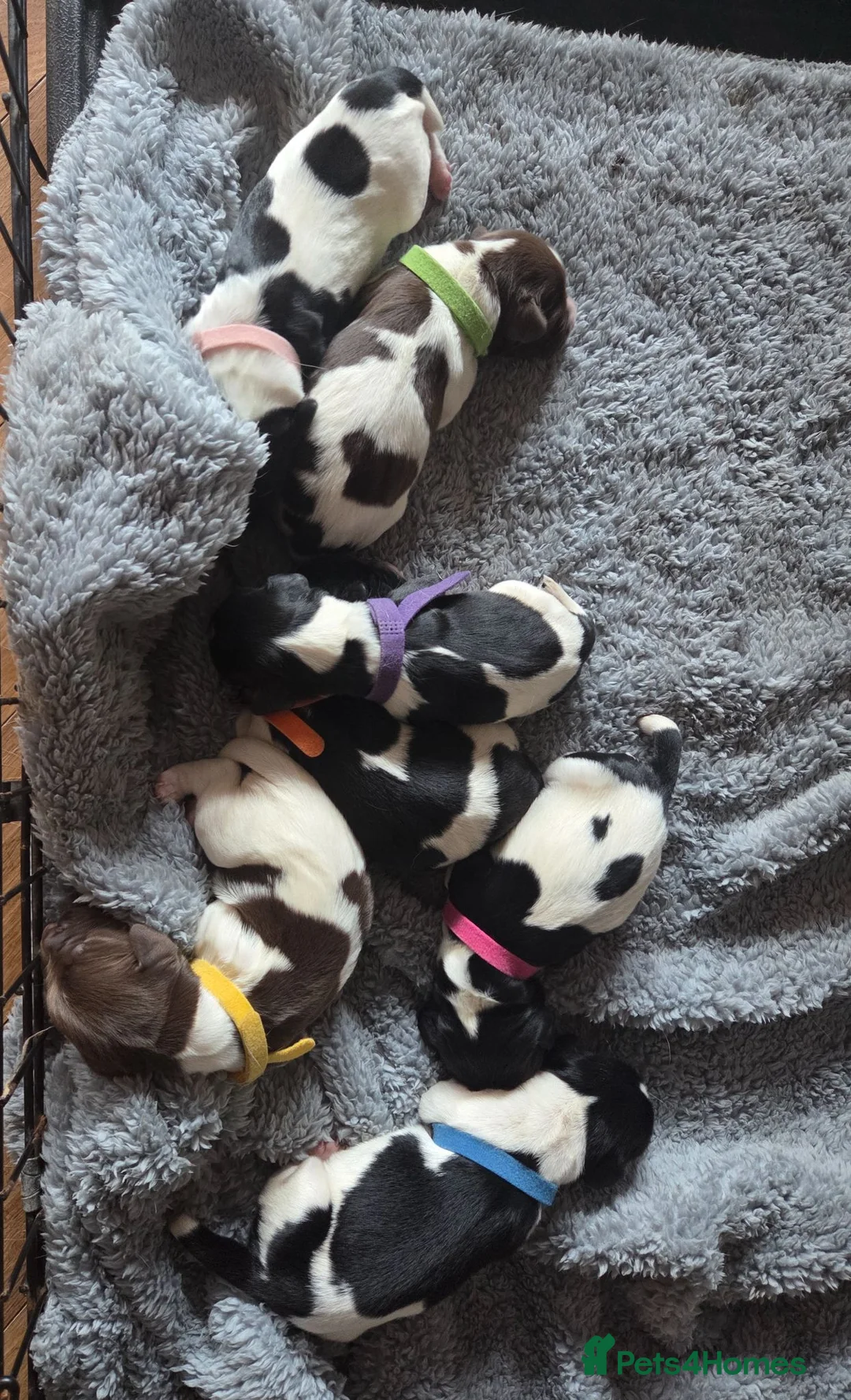 English Springer Spaniel dogs for sale: KC registered English Springer Spaniels  - Advert 2