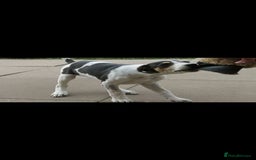 Mixed Breed dogs for sale: Foxhound/Lurcher Female Puppy - Image 4