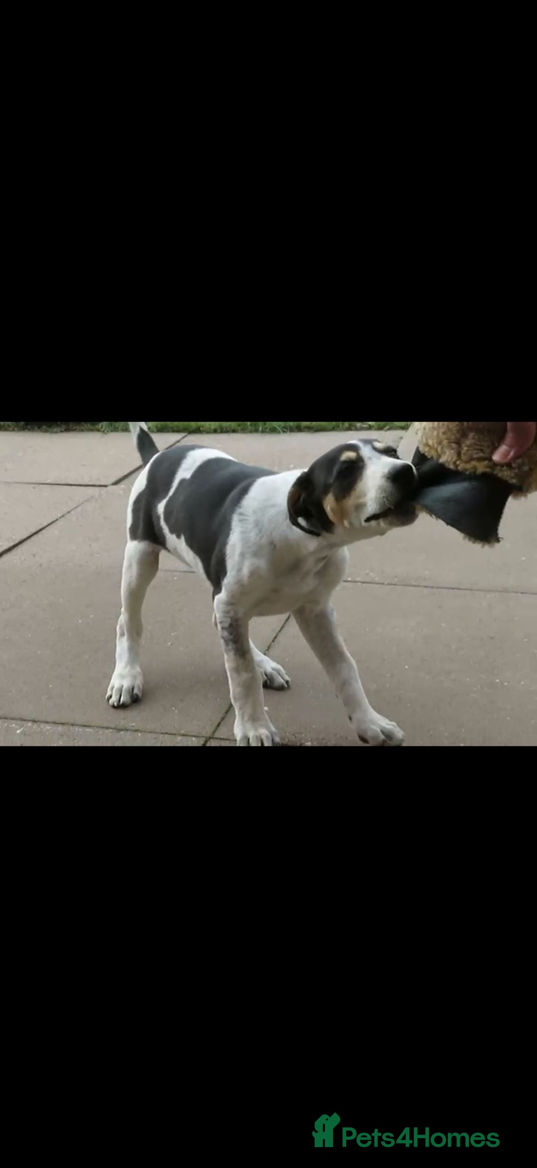 Mixed Breed dogs for sale: Foxhound/Lurcher Female Puppy - Image 4