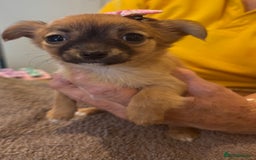 Chihuahua dogs for sale: Playful Chiuahah puppies 3 girls and one boy - Image 3
