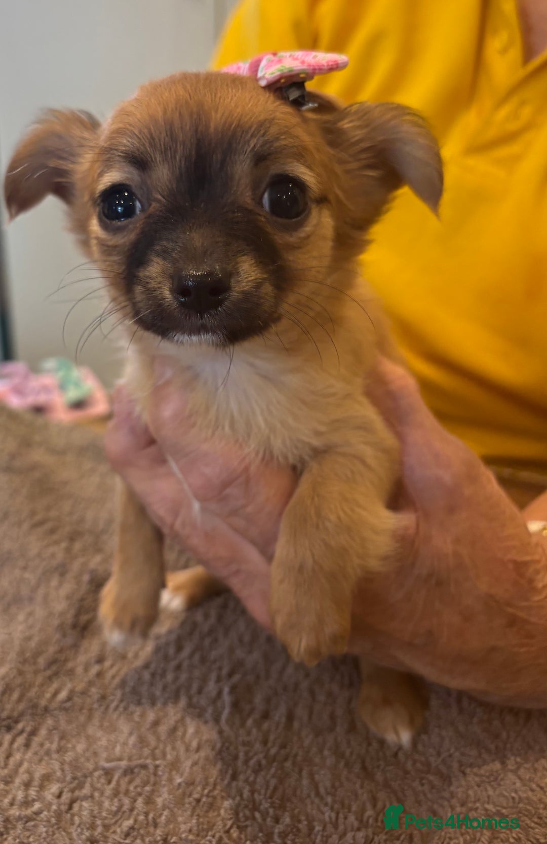 Chihuahua dogs for sale: Playful Chiuahah puppies 3 girls and one boy - Image 3
