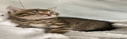 Mixed Breed cats for sale: BSH x tabby  - Advert 4