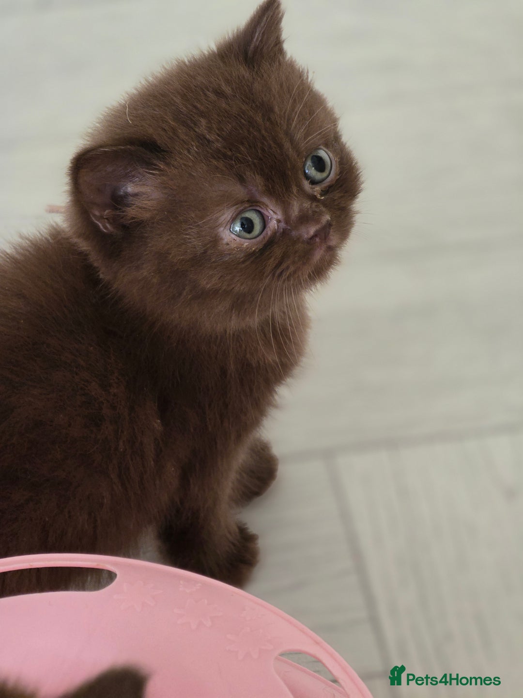 British Shorthair cats for sale: GCCF Chocolate British Shorthair kittens  - Image 9