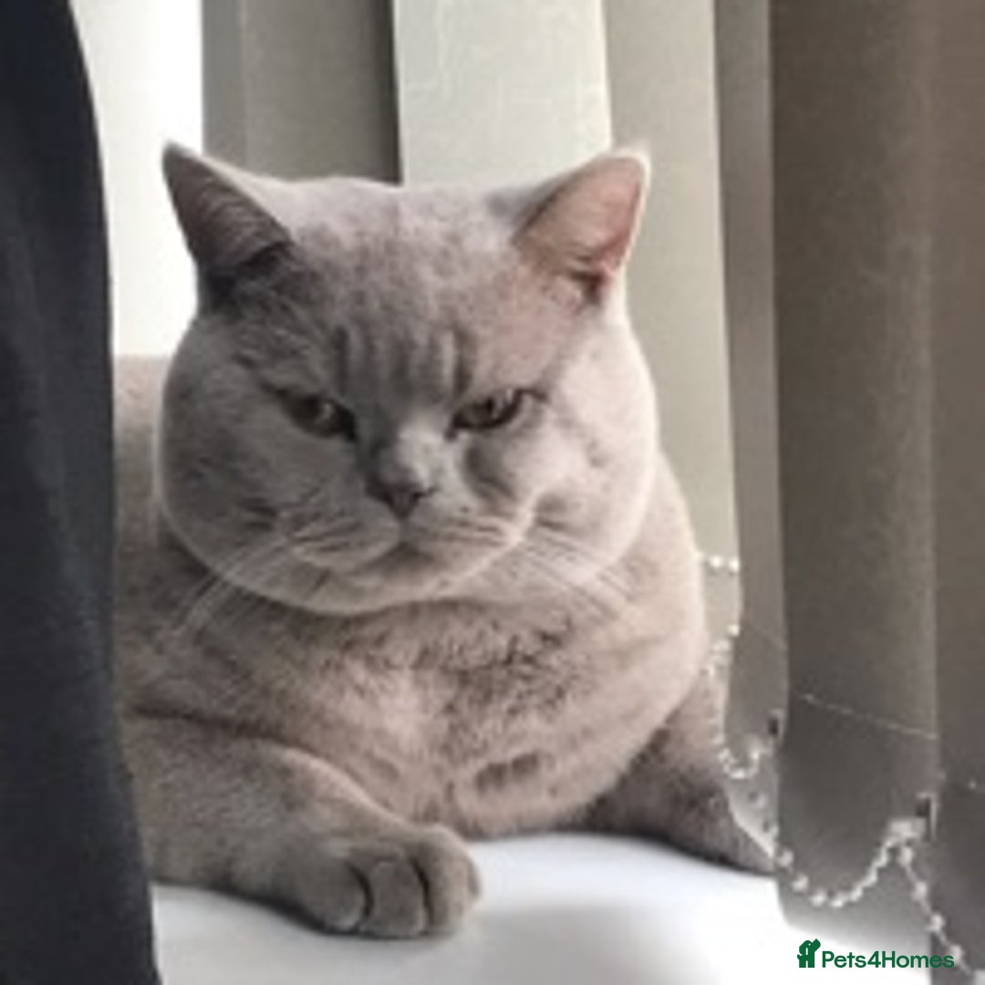British Shorthair cats for stud: stud service only in Huddersfield - Image 3