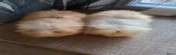 Guinea Pig rodents for sale: 2 Swiss Guinea pigs brothers in Great Yarmouth - Advert 4
