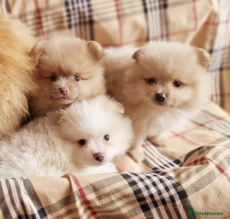 Pomeranian dogs CHIAO LI YA mixed colours + lavender puppies - Advert 17