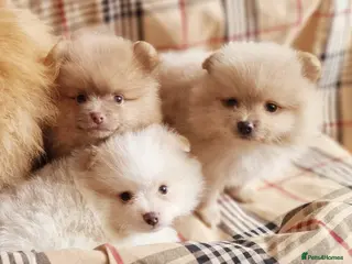 Pomeranian dogs CHIAO LI YA mixed colours + lavender puppies - Advert 17