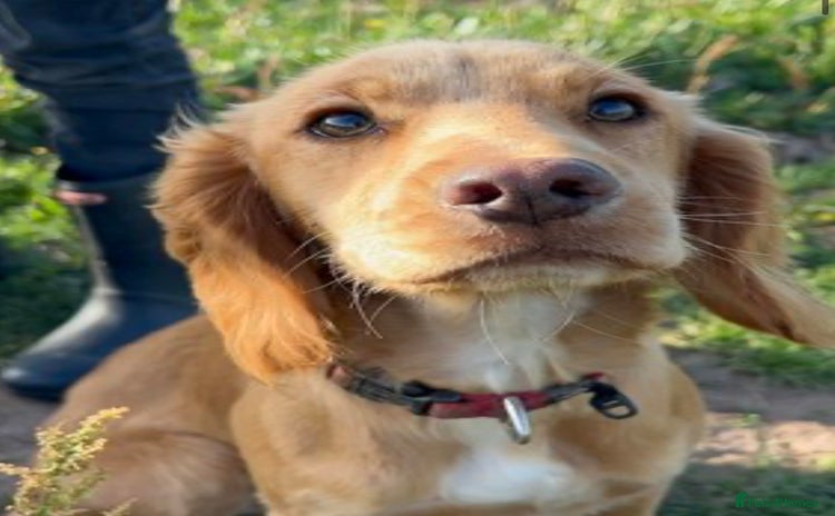 Cocker Spaniel dogs - Advert 1