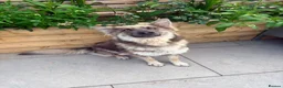 German Shepherd dogs for sale: German shepherd puppies  in Port Talbot - Advert 10