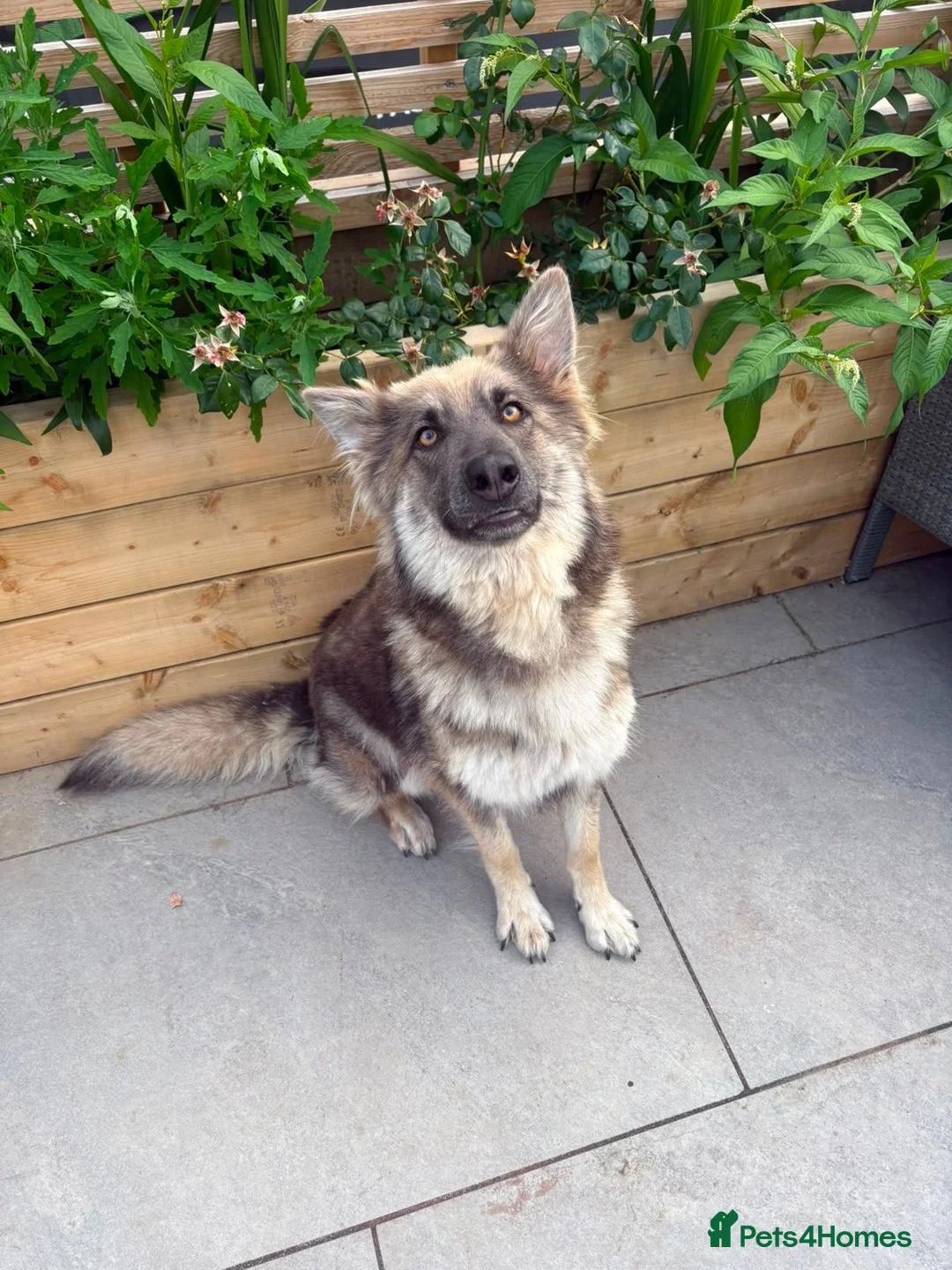 German Shepherd dogs for sale: German shepherd puppies  in Port Talbot - Advert 10
